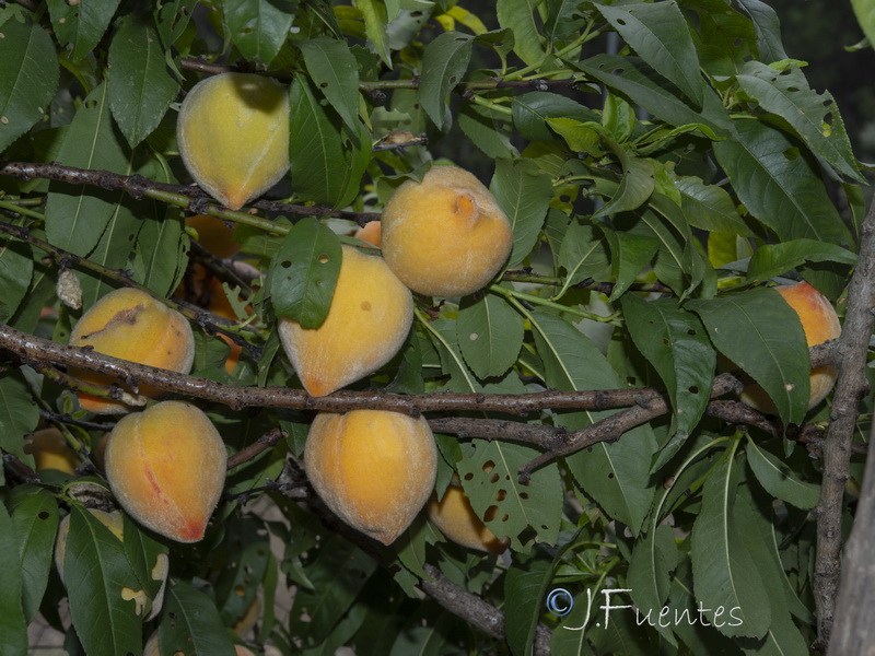 Prunus persica.04