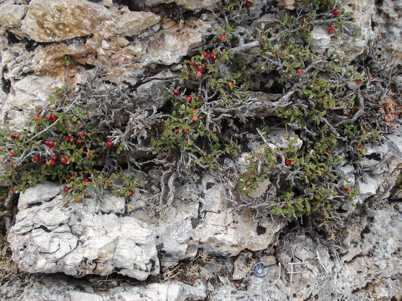 Prunus prostrata.01
