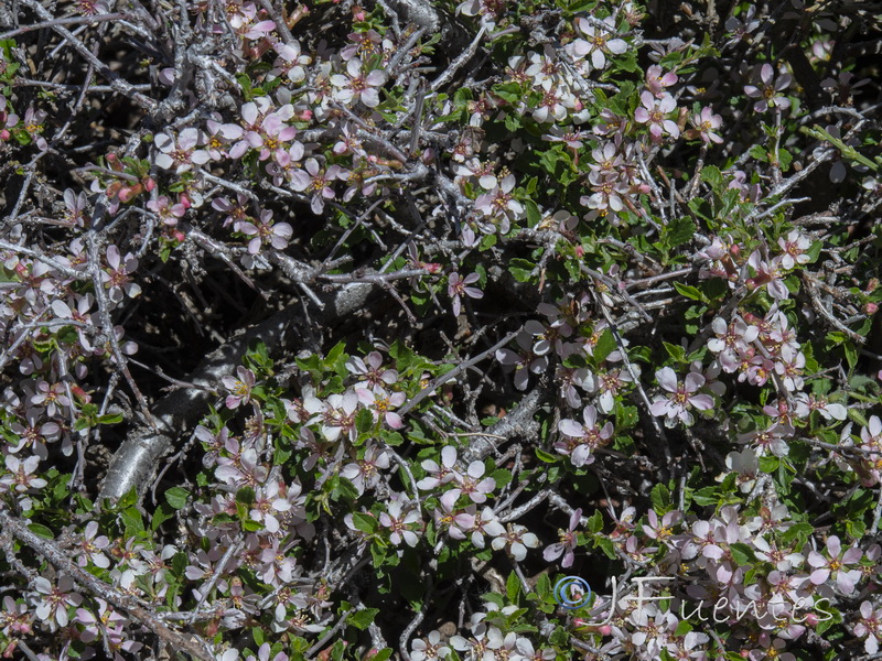 Prunus prostrata.03