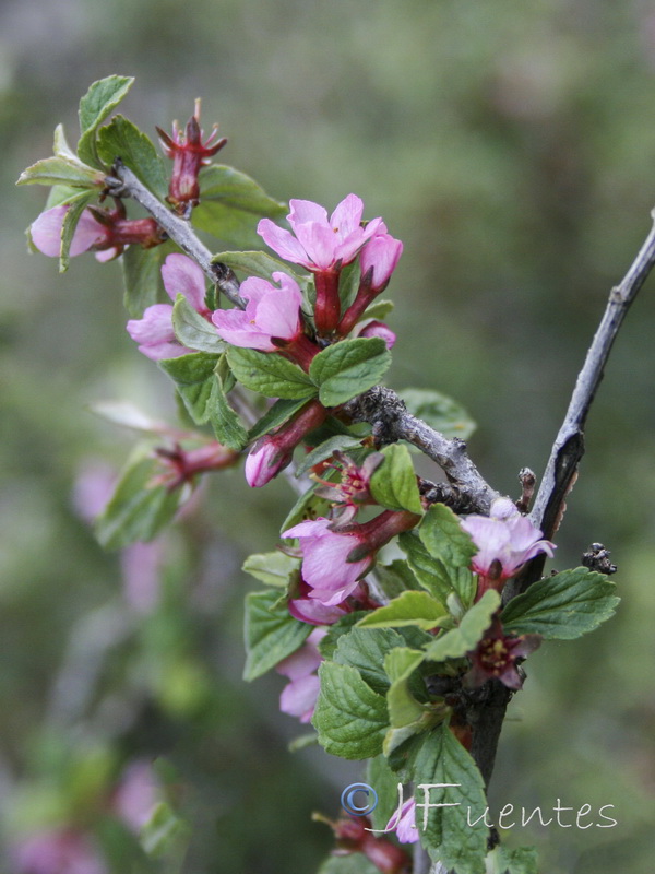 Prunus prostrata.05