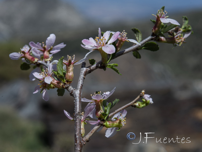 Prunus prostrata.06