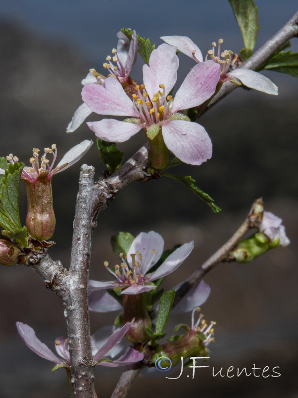 Prunus prostrata.07