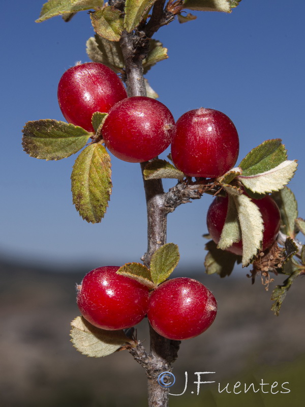 Prunus prostrata.11