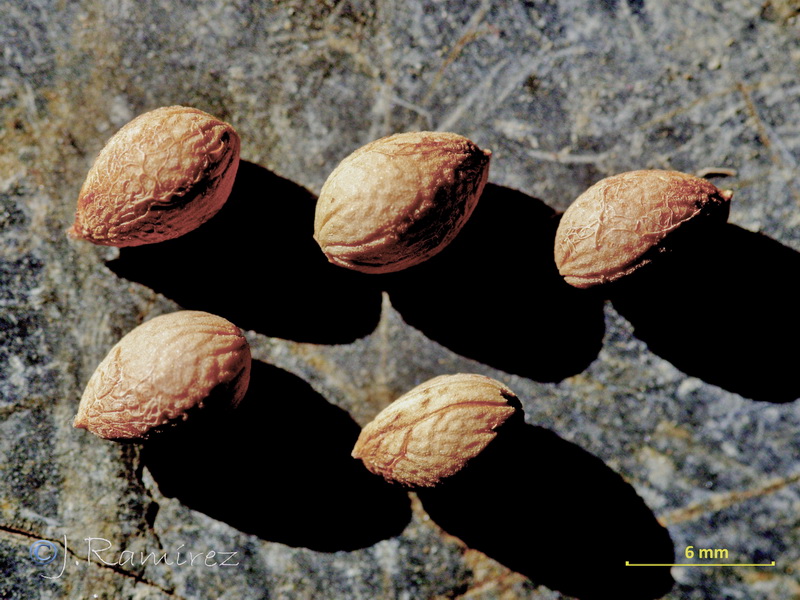Prunus prostrata.14