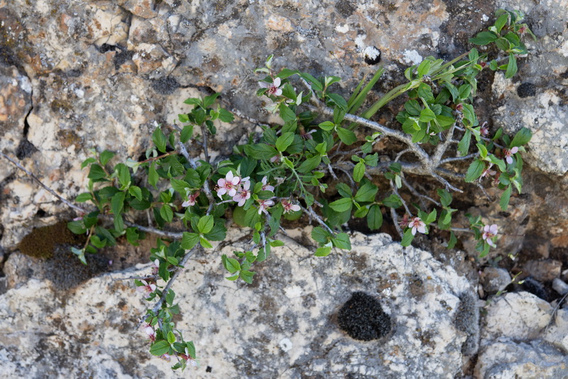 Prunus prostrata.15