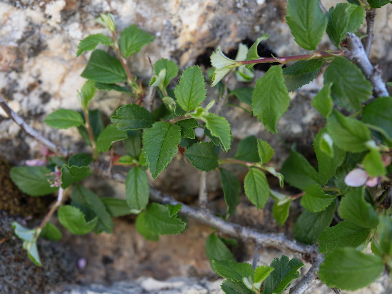 Prunus prostrata.16