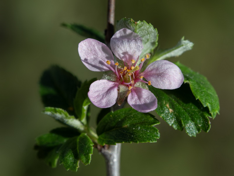 Prunus prostrata.19