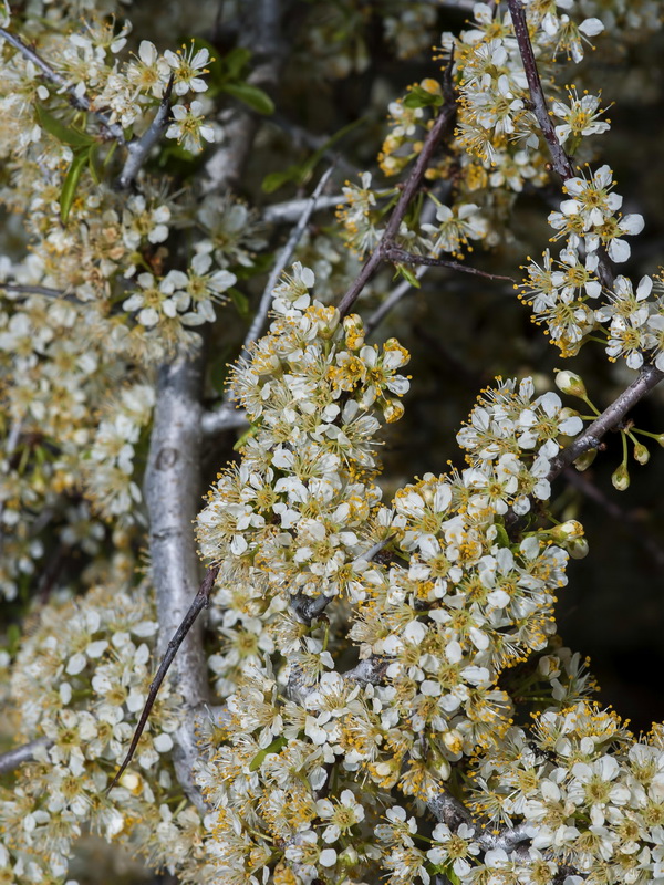 Prunus ramburii.04
