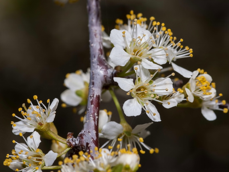 Prunus ramburii.08