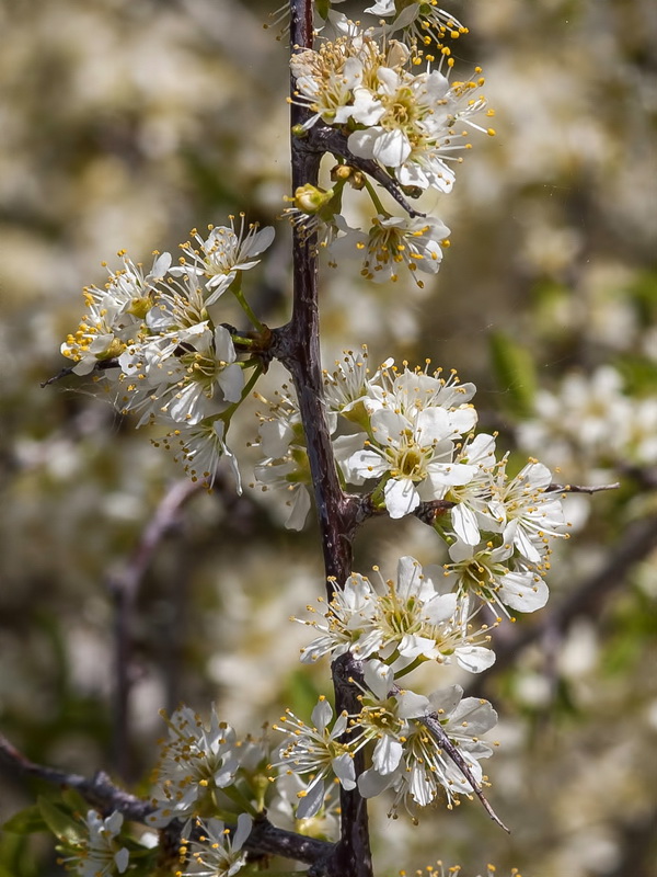 Prunus ramburii.09