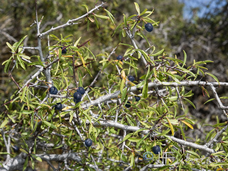 Prunus ramburii.11