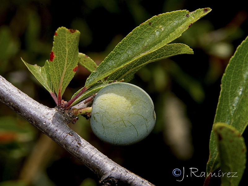 Prunus ramburii.13