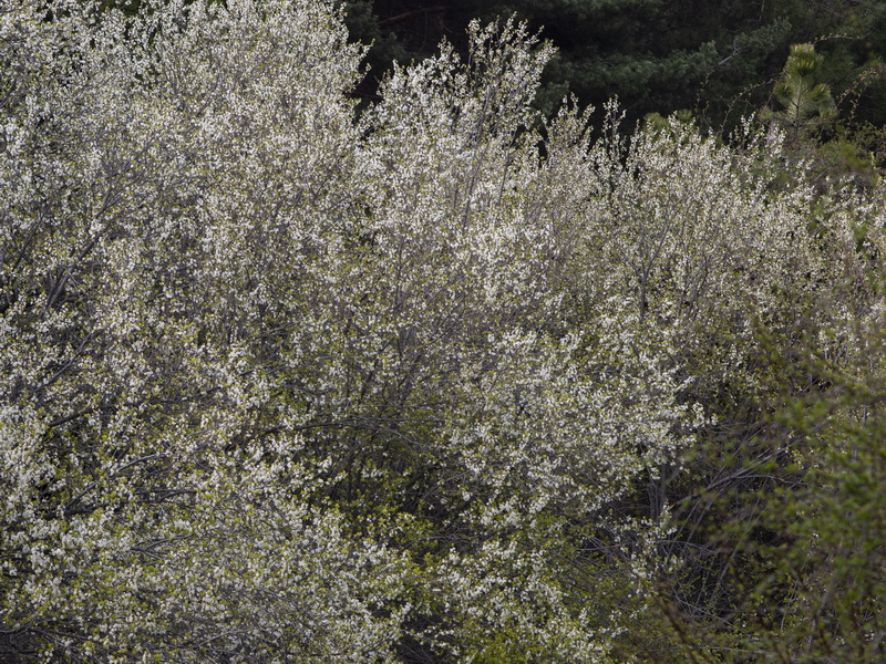 Prunus spinosa.01