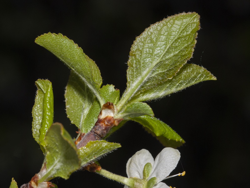Prunus spinosa.03
