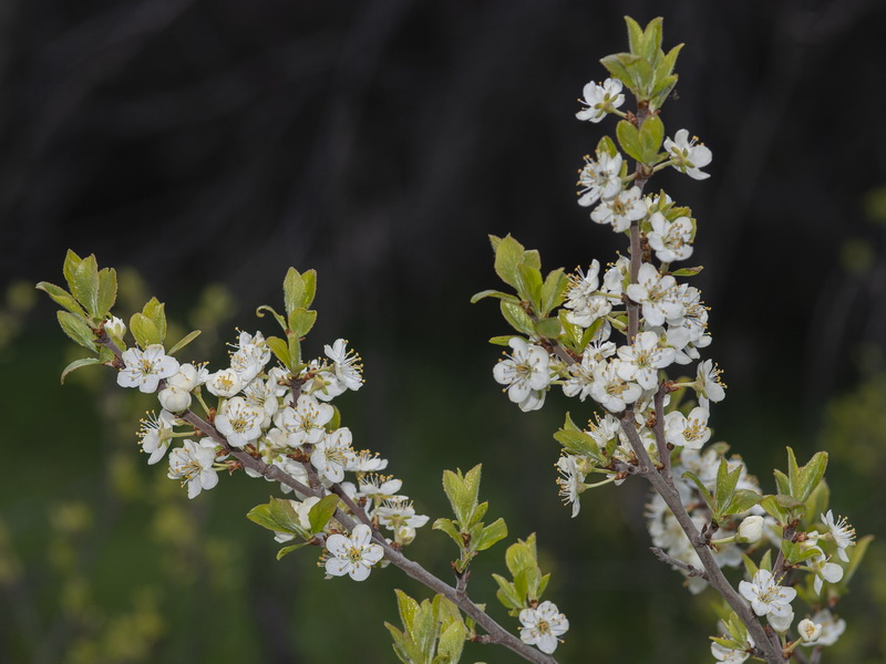 Prunus spinosa.04