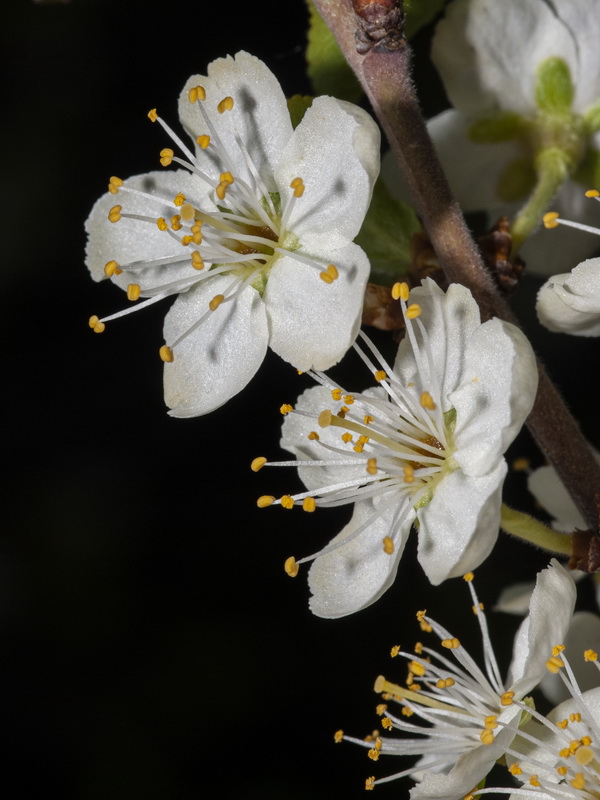 Prunus spinosa.09