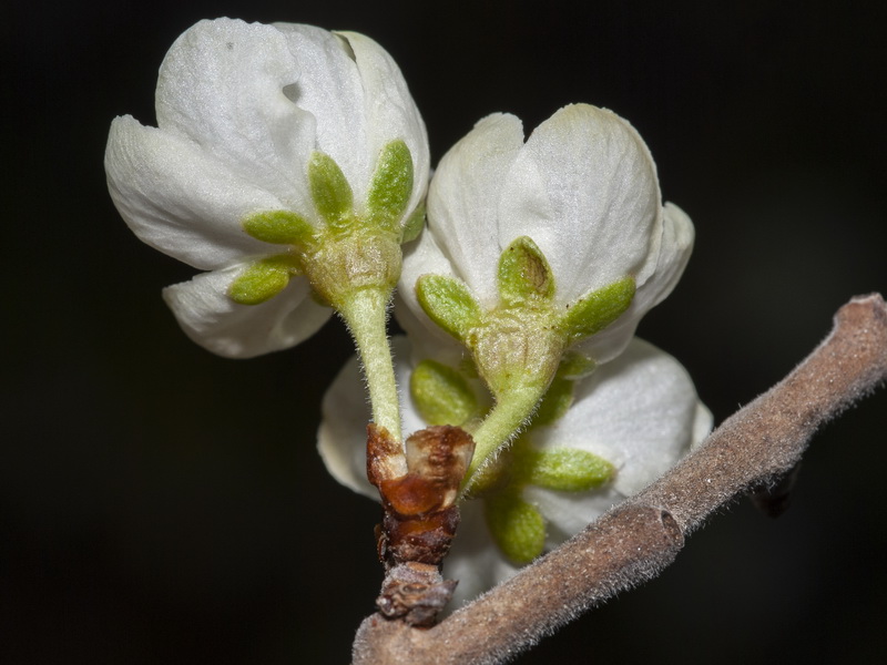 Prunus spinosa.14