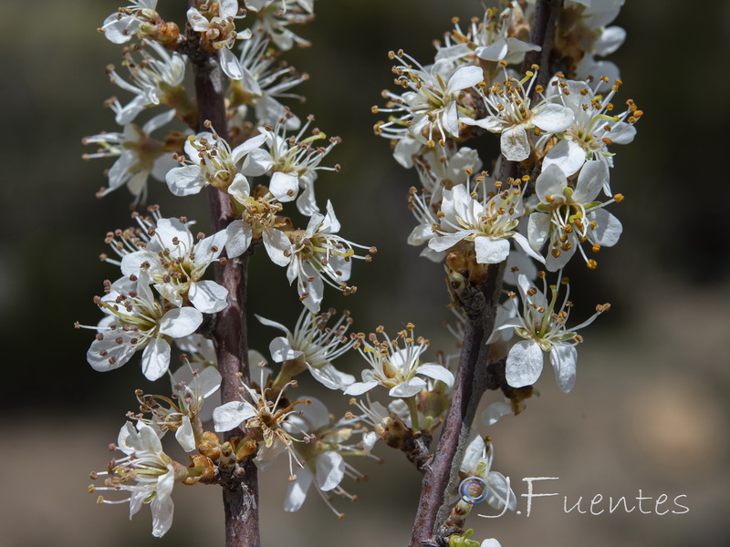 Prunus spinosa.16