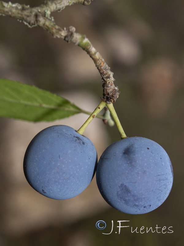 Prunus spinosa.21