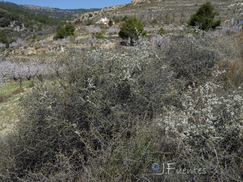 Prunus spinosa.22