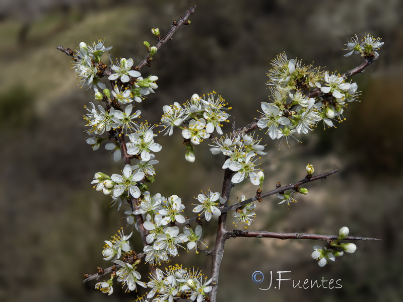Prunus spinosa.23