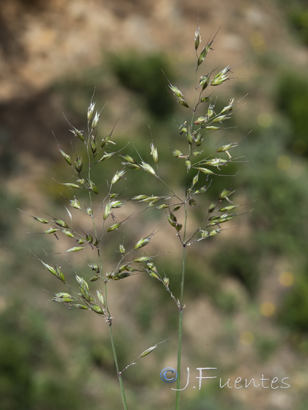 Pseudarrhenatherum longifolium.01