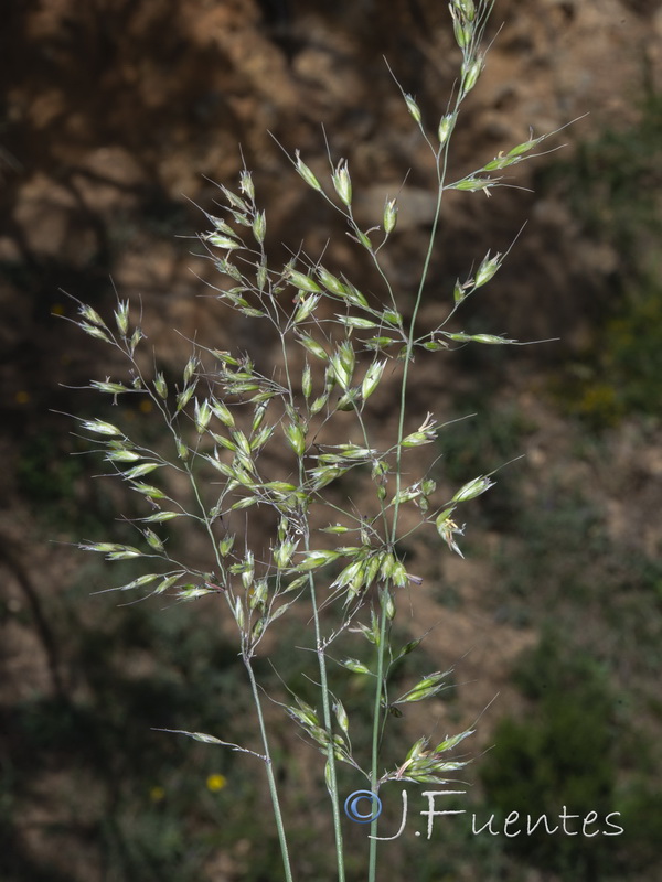 Pseudarrhenatherum longifolium.02