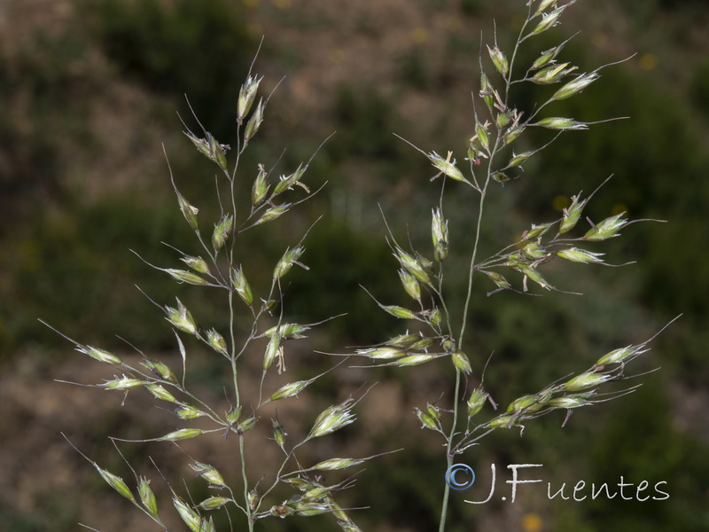 Pseudarrhenatherum longifolium.03