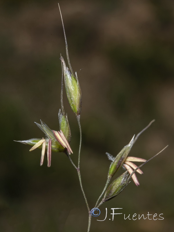 Pseudarrhenatherum longifolium.04