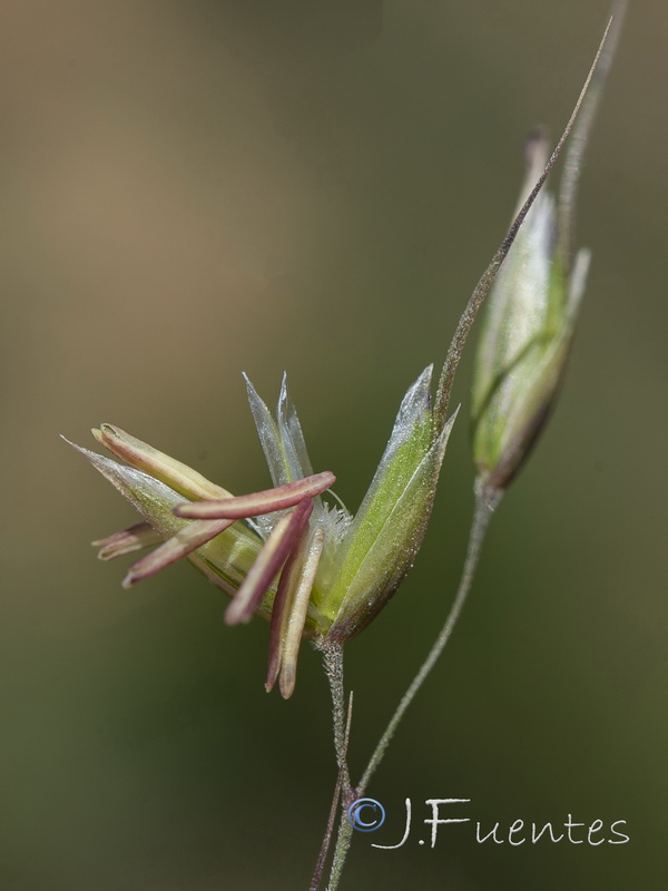 Pseudarrhenatherum longifolium.05