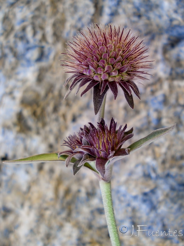 Pseudoscabiosa grosii.06