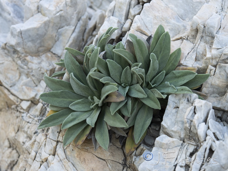 Pseudoscabiosa grosii.04