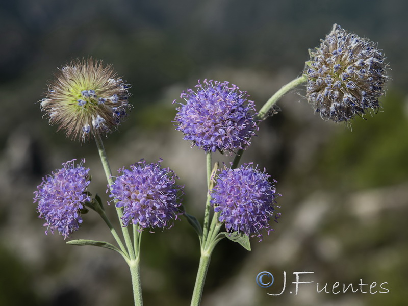 Pseudoscabiosa grosii.20