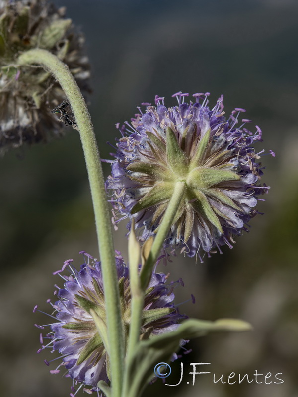 Pseudoscabiosa grosii.22