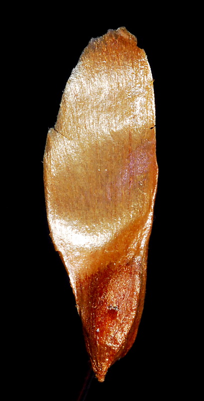 Pseudotsuga menziesii.08