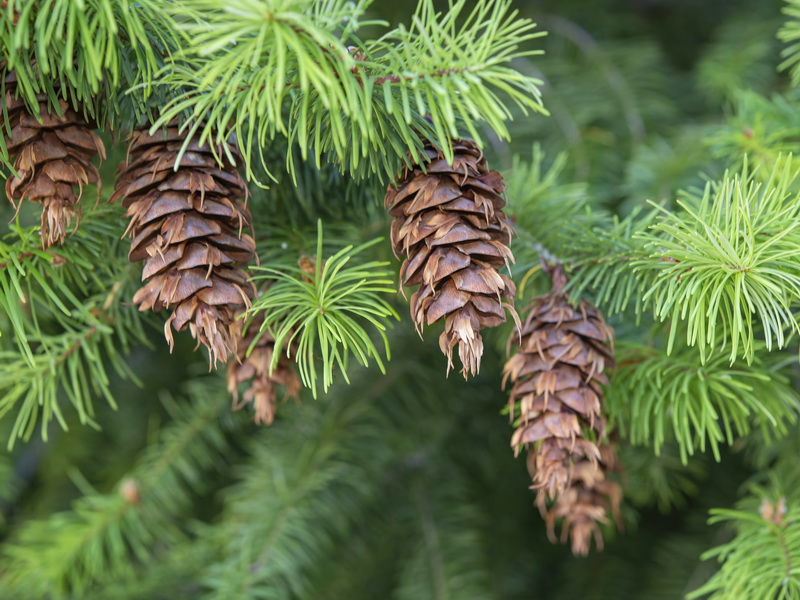 Pseudotsuga menziesii.20