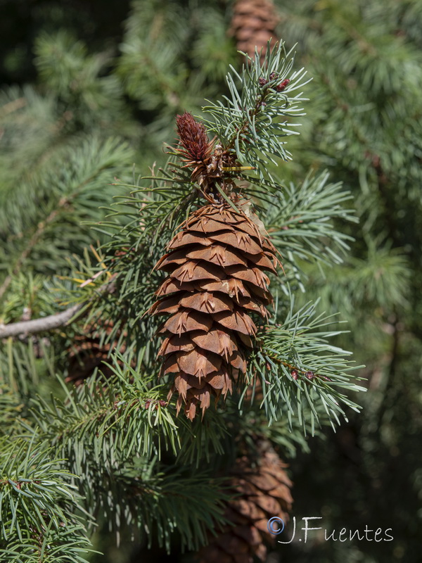 Pseudotsuga menziesii.24