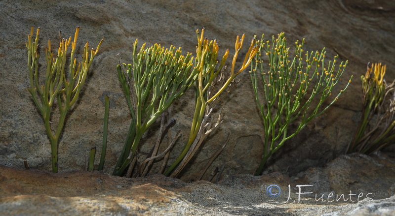 Psilotum nudum.01