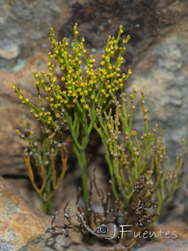 Psilotum nudum.04