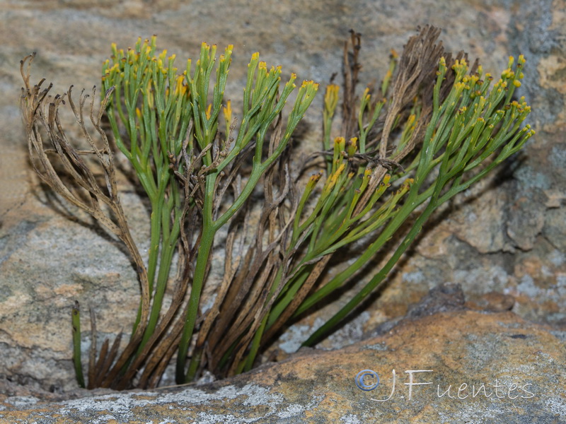 Psilotum nudum.05