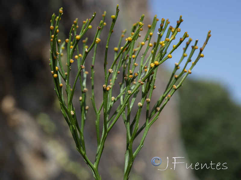 Psilotum nudum.08