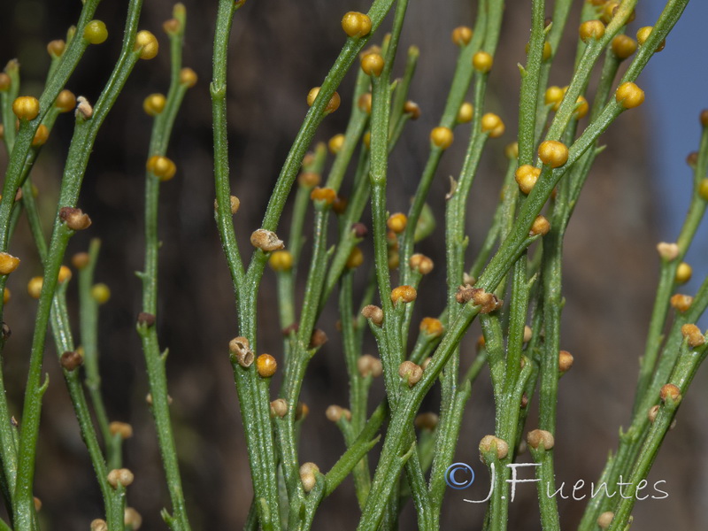 Psilotum nudum.11