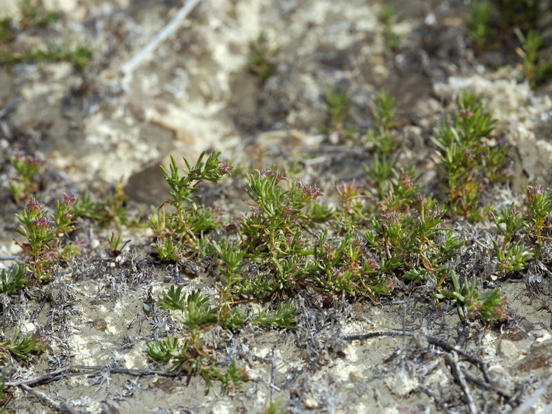 Pteranthus dichotomus.01