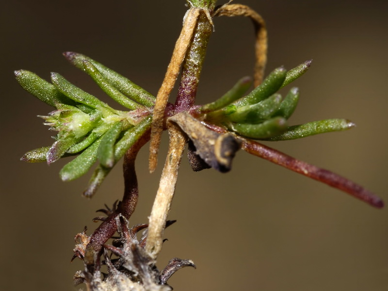 Pteranthus dichotomus.06