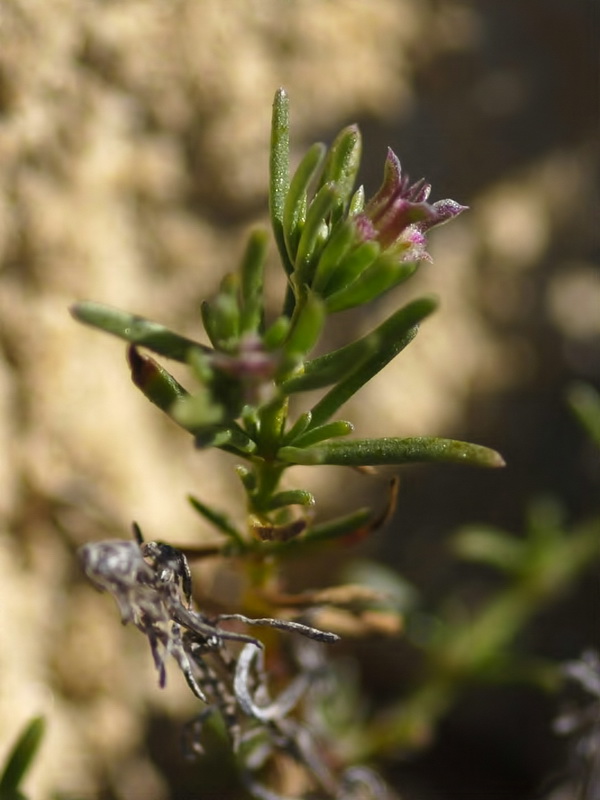 Pteranthus dichotomus.07