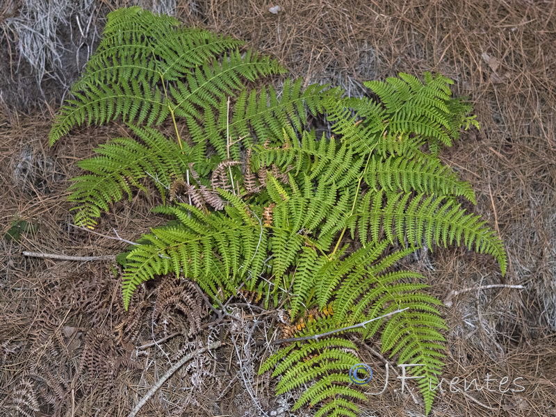 Pteridium aquilinum.01