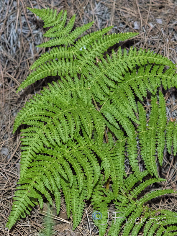 Pteridium aquilinum.04