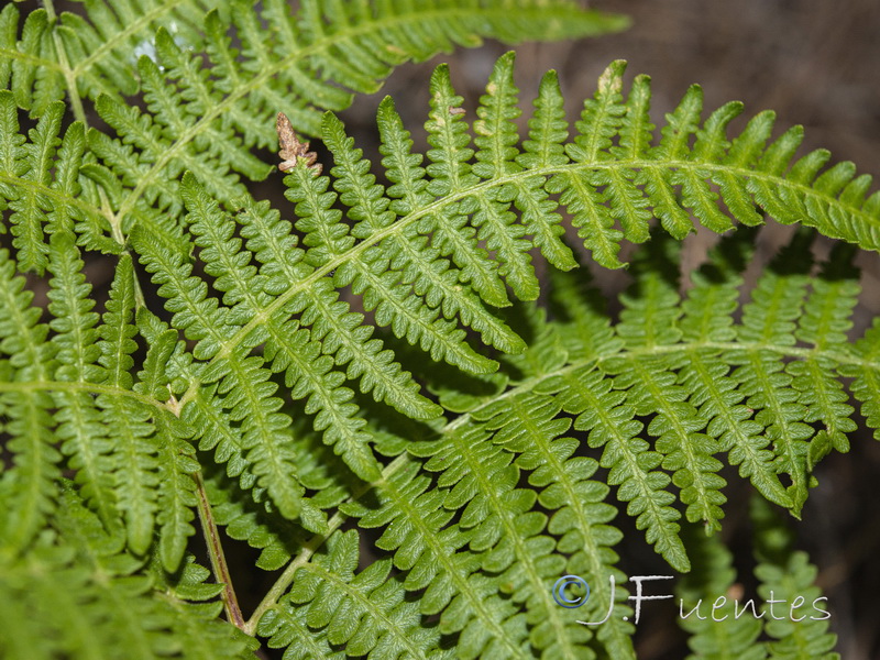 Pteridium aquilinum.05