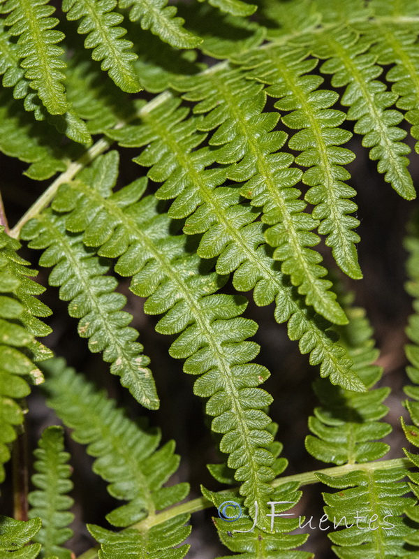 Pteridium aquilinum.06