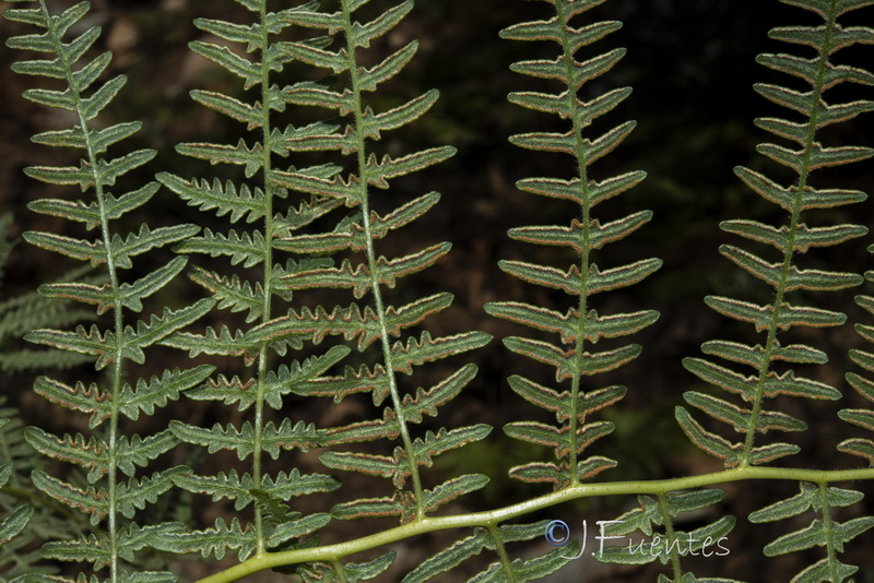 Pteridium aquilinum aquilinum.08